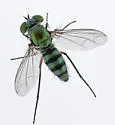 Condylostylus pruinosus - photo 4
