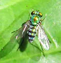 Condylostylus pruinosus - photo 5