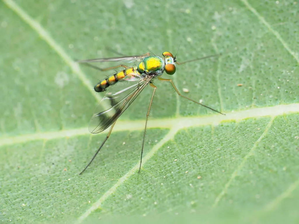 Condylostylus scaber - photo 2