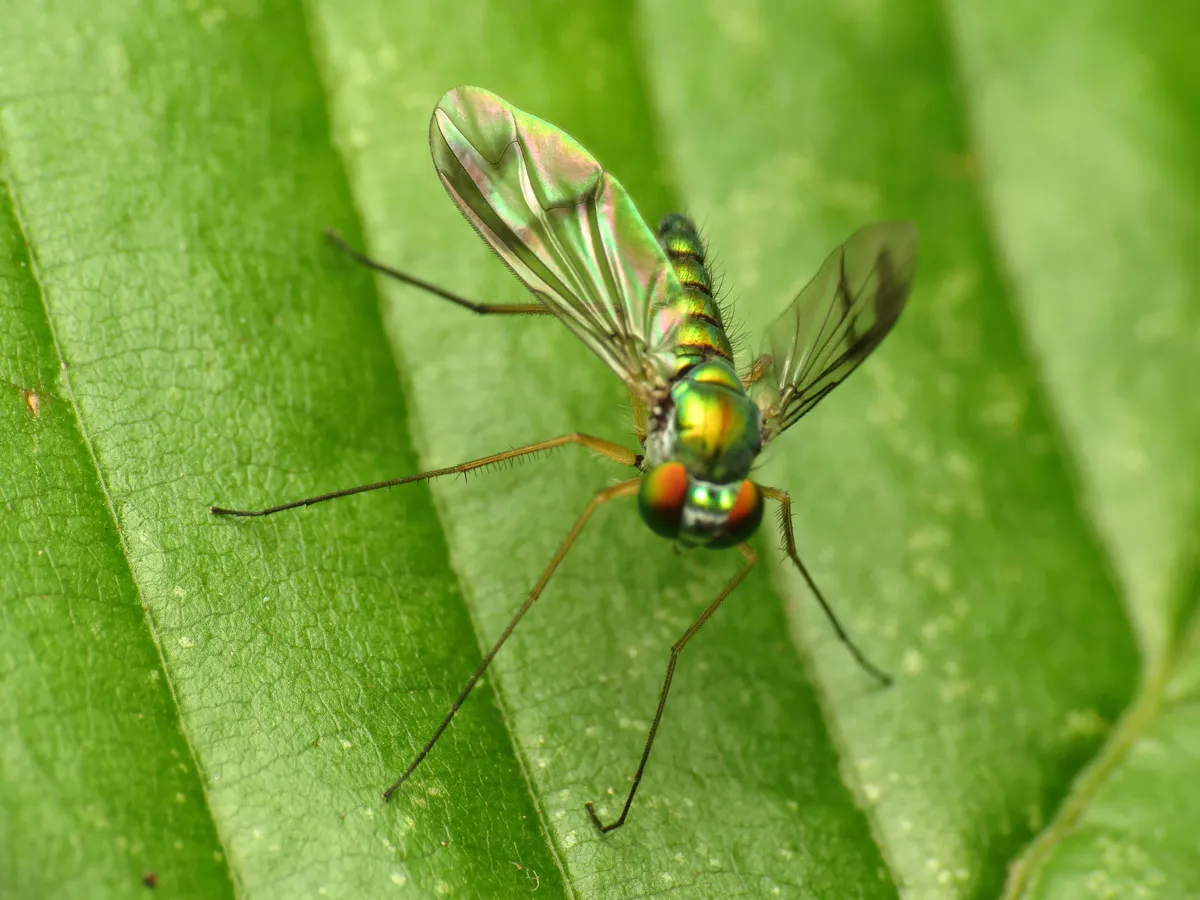 Condylostylus sipho - photo 2