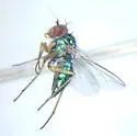 Condylostylus tonsus - photo 2