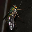 Condylostylus viridicoxa - photo 3