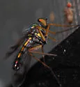 Condylostylus viridicoxa - photo 4