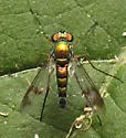 Condylostylus viridicoxa - photo 5