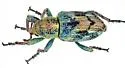 Coniatus splendidulus - photo 2