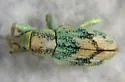 Coniatus splendidulus - photo 3