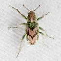 Coniatus splendidulus - photo 4