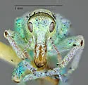 Coniatus splendidulus - photo 5