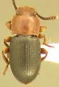 Conibiosoma elongatum - photo 3