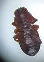 Conibiosoma elongatum - photo 4
