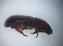 Conibiosoma elongatum - photo 5