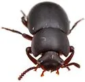 Conibius gagates - photo 3