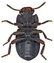 Conibius gagates - photo 5