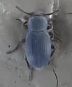 Conibius opacus