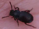 Conibius opacus - photo 2