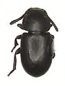 Conibius rotundicollis