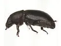 Conibius rotundicollis - photo 2