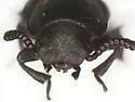 Conibius rotundicollis - photo 3