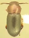 Conibius seriatus