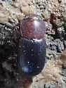 Conibius seriatus - photo 2