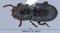 Conibius seriatus - photo 3