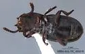 Conibius seriatus - photo 4