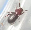 Conibius seriatus - photo 5