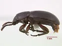 Conibius uniformis