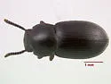 Conibius uniformis - photo 2