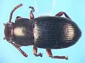 Conibius uniformis - photo 3