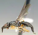 Coniceps niger