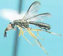 Coniceps niger - photo 5