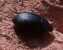 Coniontis ovalis