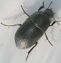 Coniontis ovalis - photo 2