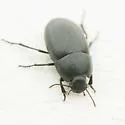 Coniontis ovalis - photo 5