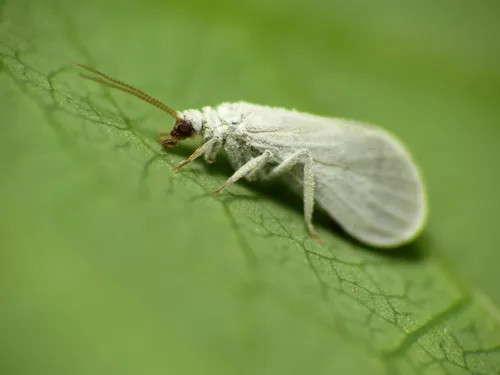 Dusty Lacewings - photo 2