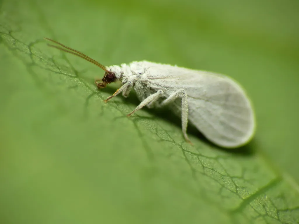 Dusty Lacewings - photo 3