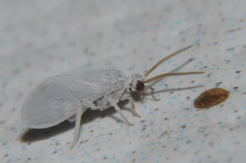 Coniopteryx borealis