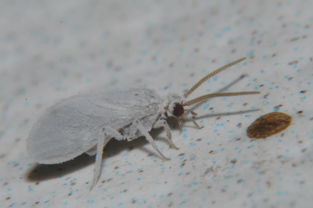Coniopteryx borealis - photo 2