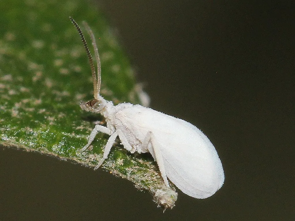 Coniopteryx maculithorax - photo 2