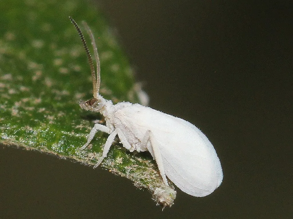 Coniopteryx maculithorax - photo 3