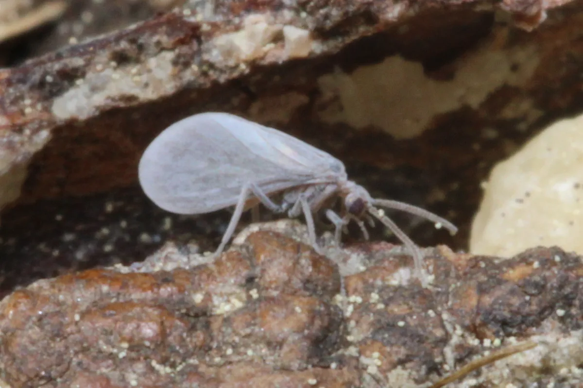 Coniopteryx pygmaea - photo 3