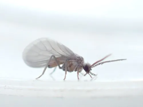 Coniopteryx tineiformis