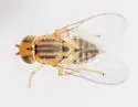 Conioscinella flavescens