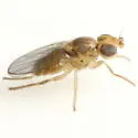 Conioscinella ovalis