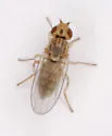 Conioscinella ovalis - photo 2