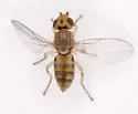 Conioscinella ovalis - photo 3