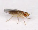 Conioscinella ovalis - photo 4