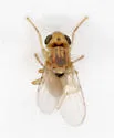 Conioscinella ovalis - photo 5