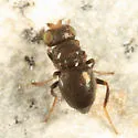 Conioscinella zetterstedti